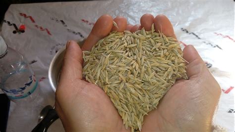 palay in English .